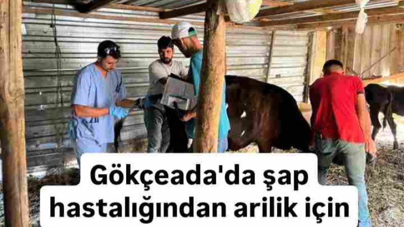 Gökçeada'da şap hastalığından arilik için geniş çaplı çalışma başlatıldı