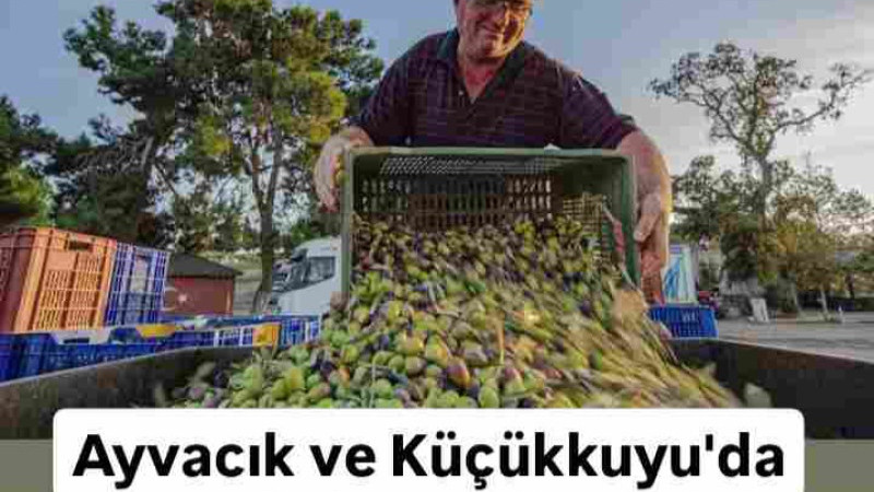 Ayvacık ve Küçükkuyu'da zeytin hasatı başladı