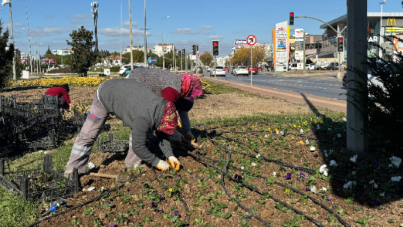 Seralarda Üretilen Bitkilerle Kenti Yeşillendirme Çalışmaları