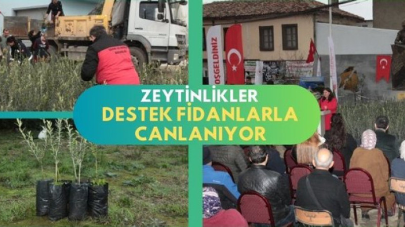 Zeytinlikler destek fidanlarla canlanıyor