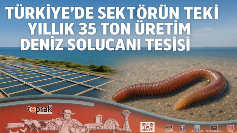 Gürpınar'da Yıllık 35 Ton Deniz Solucanı Üretiliyor