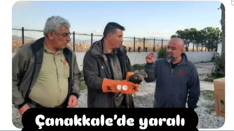 Çanakkale’de yaralı şahin koruma altına alındı 