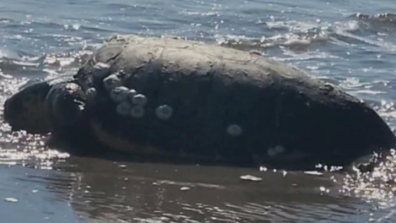 Gökçeada'da sahilde hareketsiz bulunan caretta carettalar hayata tekrar tutundu