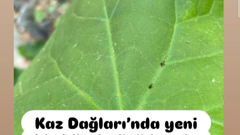 Kaz Dağları’nda yeni bir böcek türü kayda geçti