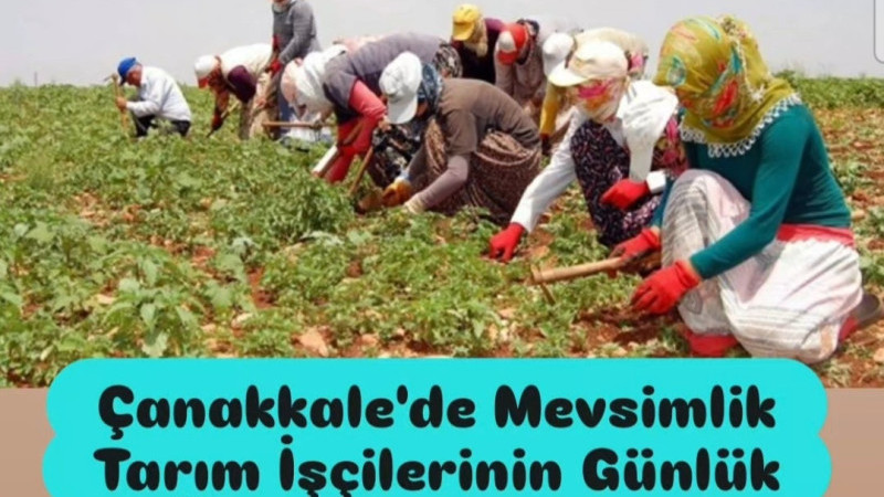 Çanakkale'de Mevsimlik Tarım İşçilerinin Günlük Ücretleri