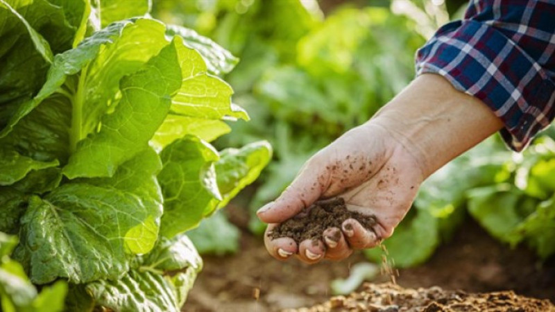 Çanakkale'de Tarım sezonu yağışlarında rekor artış