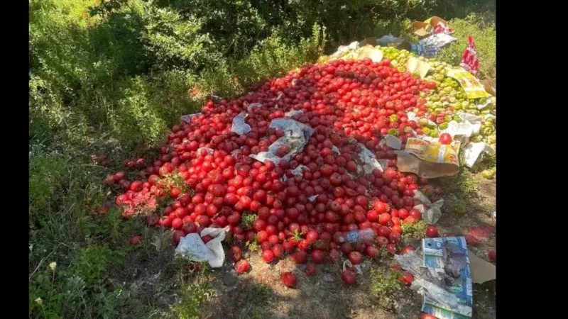 Biga'da Ormana Domates Döken Kişiye Ceza