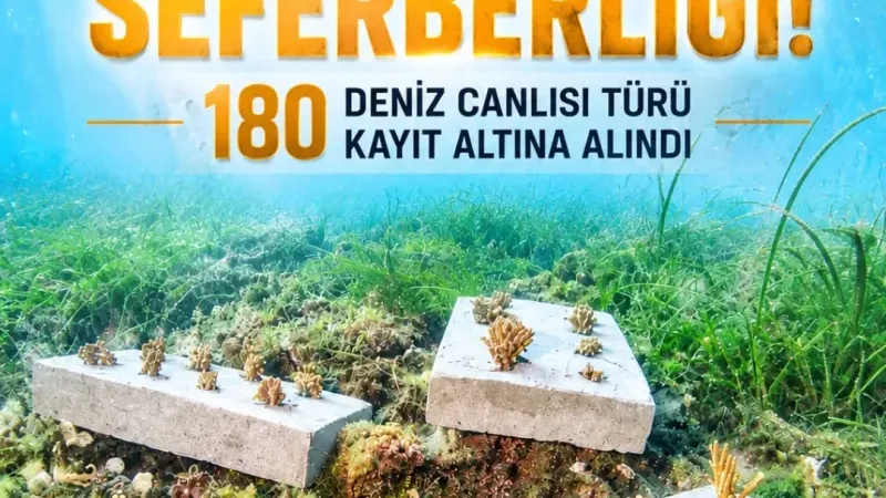 Bozcaada mercan resifleri için koruma seferberliği..