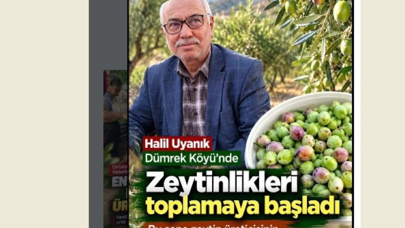 Dümrek Köyü'nde Zeytin Hasadı Başladı:
